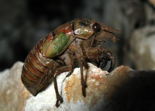 Tibicina sp.